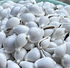 Conchas de Cauri Blancas de Vietnam Seleccionadas, Material de Concha Natural Utilizado para Joyería, Artesanía, Decoración y Accesorios - Product Image 3