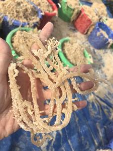 Material de algas puras de musgo marino seco de Vietnam de alta calidad para mezcla de alimentos, bebidas de gelatina y producción de fábricas culinarias - Product Image 6