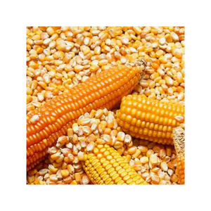 Maíz amarillo de grado 2 seco, no GMO apto para consumo humano y origen de alimentación Animal - Product Image 3