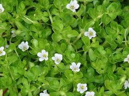 Bacopa Monnieri แคปซูลอาหารเสริมสมุนไพรธรรมชาติรองรับความจำเน้นสุขภาพผู้ใหญ่ - Product Image 2