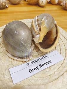 Conchas marinas naturales decorativas, tamaños surtidos, seleccionadas a mano, manualidades, decoración de playa, a granel, respetuosas con el medio ambiente, calidad superior - Product Image 5