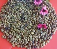 ÉCRAN À CAFÉ ROBUSTA 18 S13-S16-S18 POLI NON LAVÉ/PROPRE/HUMIDE Grains de café de haute qualité Vente en gros Vietnam