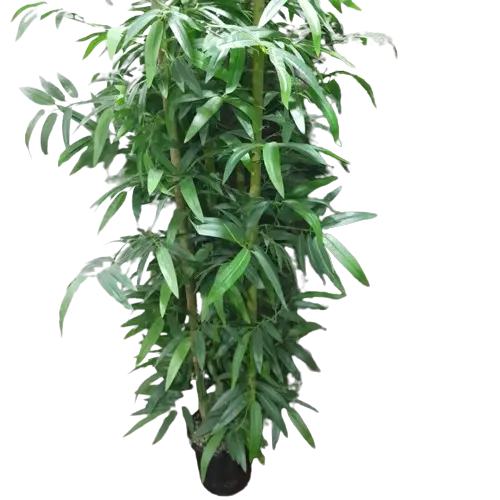 مبيعات بالأسواق نبات بامبو اصطناعي 6 أقدام من مادة الكلوريد متعدد الفينيل/مادة قماشية مصنوعة من نمط طبيعي نبات بامبو اصطناعي للديكور المنزلي