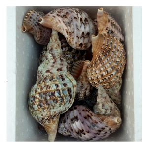 Concha de trompeta natural: concha de trompeta vietnamita, perfecta para exhibiciones de hoteles elegantes y grapas de decoración del hogar en demanda - Product Image 1