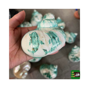 Coquillages polis Turbo Burgess du Vietnam de haute qualité pour la décoration intérieure plusieurs tailles disponibles pour l'exportation artisanat aquatique - Product Image 4