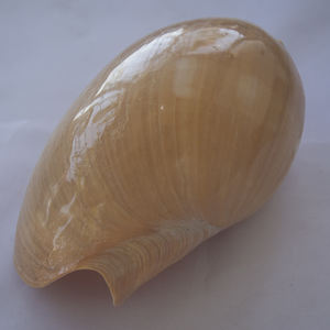 Melo Amphora SeasHELL <b>Jewelry</b> Polished Yellow Big <b>Shell</b> Motive SEASHELL <b>JEWELRY</b> Sizes 30-35 cm - Product Image 2