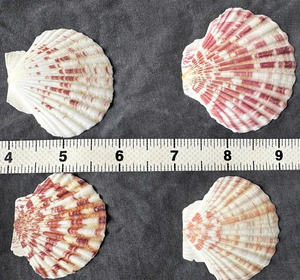 Conchas de vieiras listas para manualidades con acabado suave y color brillante, perfectas para proyectos temáticos de playa - Product Image 5