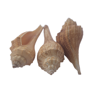 เครื่องประดับเปลือกหอยสีเหลืองขนาดเล็กขนาด7-9ซม. - Product Image 1