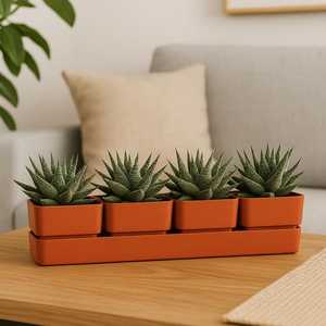 Fioriera rettangolare in plastica con 4 pentole e piattino 48x12x11 cm colori assortiti per giardino terrazzato o balcone! - Product Image 3