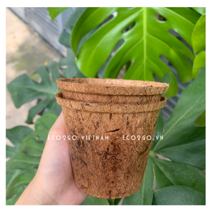 2025 Offre Spéciale Eco2go Vietnam Pots de plantes en fibre de noix de coco Jardinage domestique d'Eco2go Vietnam - Product Image 3