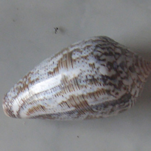 Conus achatinus SEASHELL JEWELRY Conidae Conus Shell Motivo Pulido Tamaño mixto 5-6cm - Product Image 1