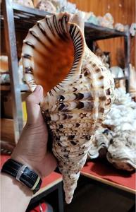 Triton Trumpet Shell para entusiastas de las conchas, decoración del hogar al por menor y arreglos de Cajas de Regalo costeras - Product Image 3