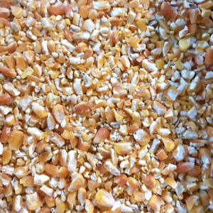 Grano de maíz roto optimizado para alimentación animal Premium de grado superior para nutrición de aves de corral y ganado para ganado y tipo de grano - Product Image 5