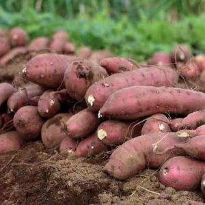 Fournisseur en gros de patates douces fraîches du Vietnam offrant une qualité stable et un prix compétitif sur le marché de l'exportation - Product Image 1