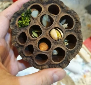 Snuffle Lotus Seed Pod Toy para hámsteres Enriquecimiento de forraje natural para todas las razas | Hecho en Vietnam | Venta al por mayor de fábrica - Product Image 3
