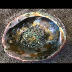 Carcasa de abulón pulido Natural para decoración, espacio marino de Vietnam, superventas - Product Image 6