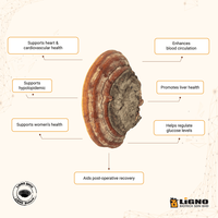 Extrait de champignon Phellinus Linteus en poudre LiGNO SH02, séché à froid, complément avancé pour le renouvellement cutané, compatible OEM/ODM, naturel