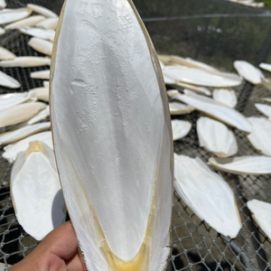 Os de seiche en gros pour animaux de compagnie à prix avantageux, os de seiche de qualité supérieure à vendre - Product Image 1