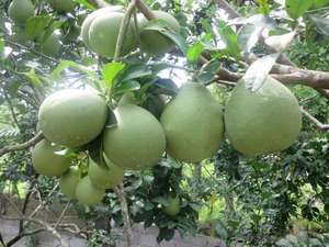 Pomelo Fresco con Piel Verde IQF de Alta Calidad en Oferta - Product Image 2