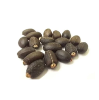 Graines de Jatropha Biologiques Séchées Naturelles de Qualité Supérieure Vente en Gros Grade Supérieur Haute Qualité Jatropha Propre Maturé Extraction d'Huile Culture