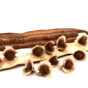 เมล็ดมะรุมมะรุมแห้ง - Product Image 2