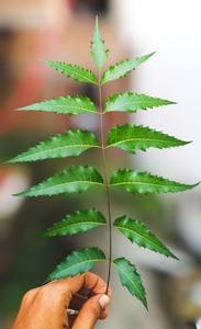 Herbe de Neem Naturelle de Qualité Export pour Renforcer l'Immunité, Détoxification et Utilisations Anti-inflammatoires – Disponible à la Vente - Product Image 4