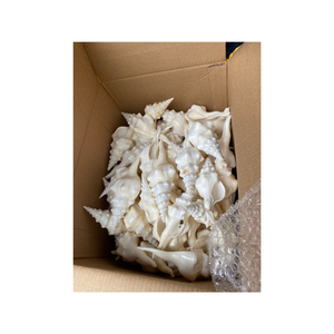 Remplissage décoratif de bol de coquillage mixte pour centre de table décor à la maison plage décoration de mariage approvisionnement en vrac coquillages naturels - Product Image 5