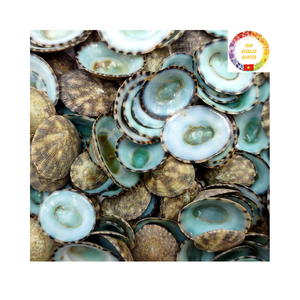 Conchas de mar de calidad superior de exportación para artesanía, fabricación de joyas, arte de resina y decoración del hogar, conchas de lapa a precio competitivo - Product Image 1