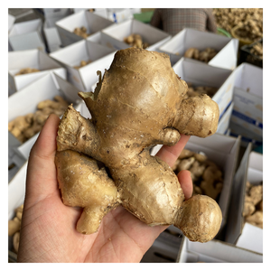 Gingembre frais de qualité supérieure Origine du Vietnam Saveur épicée Propre et sec Meilleur choix pour les importateurs - Product Image 2