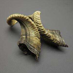 Paire de cornes de mouton authentiques, cornes brutes naturelles pour la décoration et l'artisanat, haute qualité - Product Image 4