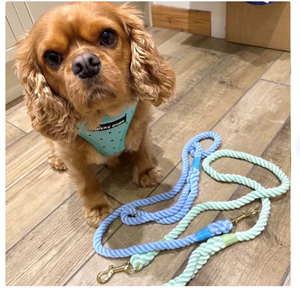 Walking Durable Dog <b>Leash</b> <b>Pet</b> Supplies Accessory Customized Colored Cotton Rope Handmade Dog <b>Leash</b> <b>Pet</b> <b>Leash</b> - Product Image 4