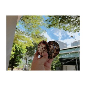 Ventas al por mayor Limpet Shell Pulido-Soporte de enfermería Shell de pecho-Disponibilidad de gran tamaño - Product Image 1