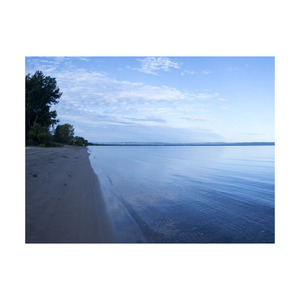 BULK PURCHASE DEAL Long-Lasting Beech <b>Wood</b> <b>Logs</b> Greatly Available <b>for</b> <b>Sale</b> - Product Image 2