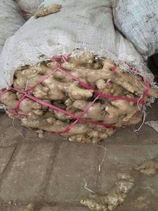 Gingembre frais - Product Image 2