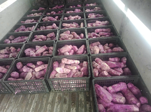 Yam congelado de calidad de exportación proporcionado para pedidos de supermercados, distribuidores de comestibles y productores de comidas congeladas - Product Image 6