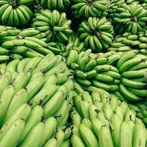 Bananes Cavendish, fruits frais, bananes, fruits et légumes à bon prix | Approvisionnement en gros | - Product Image 4