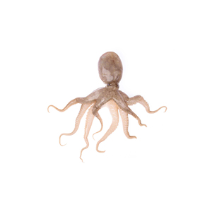 ปลาหมึกสด แปรรูปน้อยเพื่อรสชาติและความสดใหม่สูงสุด - Product Image 4