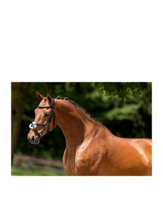 Nouvelle arrivée, bride de cheval en cuir, bride de cheval en cuir réglable, vente en gros de brides en cuir véritable au meilleur prix, OEM bienvenue - Product Image 5