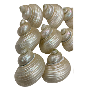 Turbo Burgess Seashells pulido 4-6 cm para fabricación de joyas, suministros para manualidades, decoración de bodas costeras y regalos hechos a mano - Product Image 2