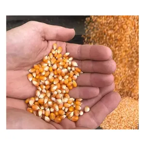 Gelber Samen Popcorn Mais nicht GVO beste Popcorn Kernel knallen Mais rohe Maissamen Bio Popping Mais zum Verkauf