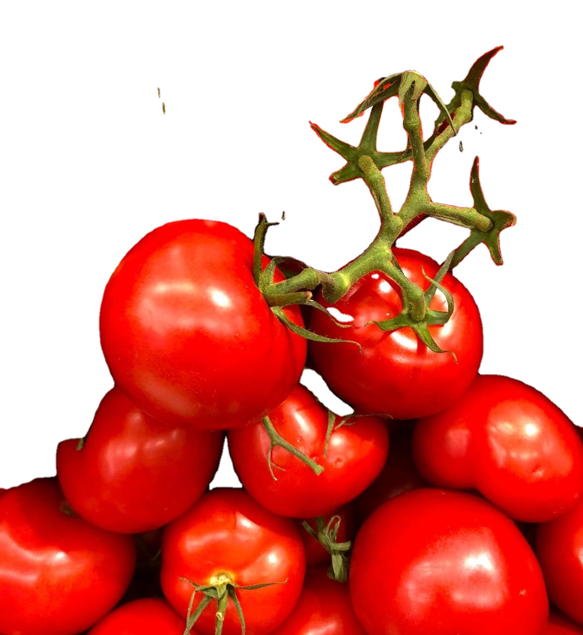 Pomodori freschi di migliore qualità nuova stagione deliziosi fornitori di pomodoro rosso di alta qualità