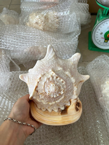 Proveedor Premium de Vietnam de gran concha de caracol de mar espinoso precio barato suministro de exportación a granel - Product Image 6