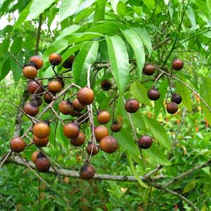 Savon naturel à base de plantes séchées, savon aux noix, ingrédient de saponine pour shampooing, soins de la peau et soins personnels, pour utilisation comme détergent de cuisine - Product Image 1