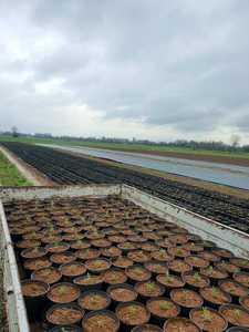 Substrat de mousse de tourbe de la Baltique professionnel terreau optimisé pour plantes en pot annuelles et cultures comestibles - Product Image 2