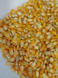 Ngô vàng-(thức ăn chăn nuôi) - Product Image 3