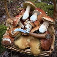 Seta comestible salvaje entera blanqueada seca Cordyceps Militaris con contenido de Shiitake comida saludable - Product Image 2