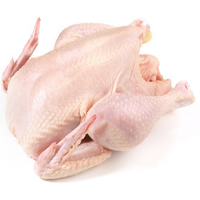 Cuerpo de Pollo Congelado de Alta Calidad Halal en Caja con Vitaminas al Mejor Precio