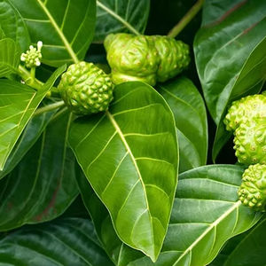 Feuilles de noni séchées tropicales du Vietnam pour les acheteurs de produits à base de plantes et les marques naturelles - Product Image 1