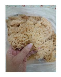 100% limpio seco Natural alta calidad musgo de mar dorado comestible musgo de mar seco Chondrus Crispus musgo irlandés seco algas secas - Product Image 1