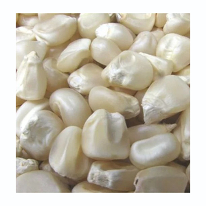 ข้าวโพดขาวคุณภาพดีพร้อมส่งจำนวนมากสำหรับการจัดส่งขนาดใหญ่ - Product Image 3